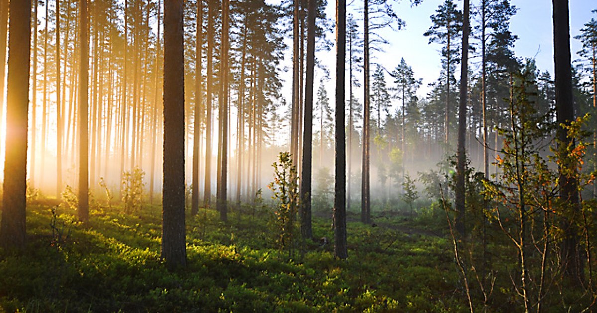 Suomen ilmasto lämpenee muuta maailmaa nopeammin | TEK